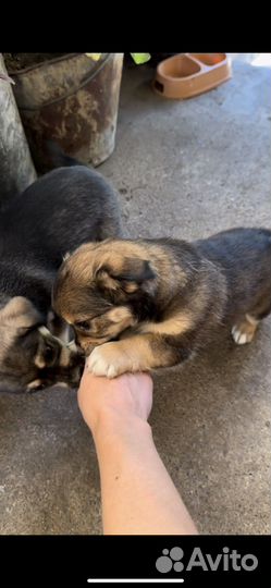 Щенки
