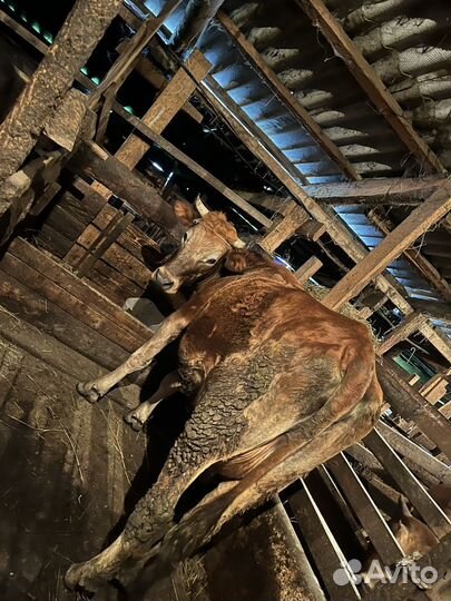 Коровы,быки