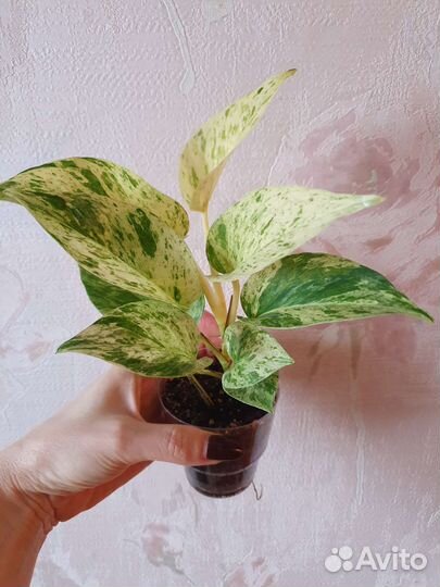 Эпипремнум Марбл Квин (Marble Queen), сциндапсус