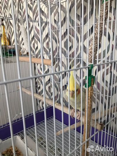 Попугай корелла с клеткой