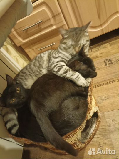 Черный котенок бесплатно