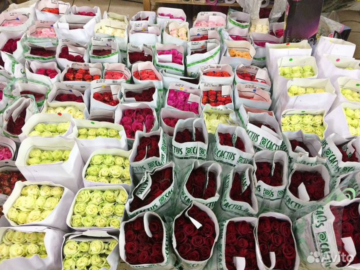 Свежие Цветы Букеты Доставка 15 25 51 101 роза