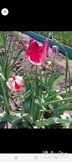 Тюльпаны на срез