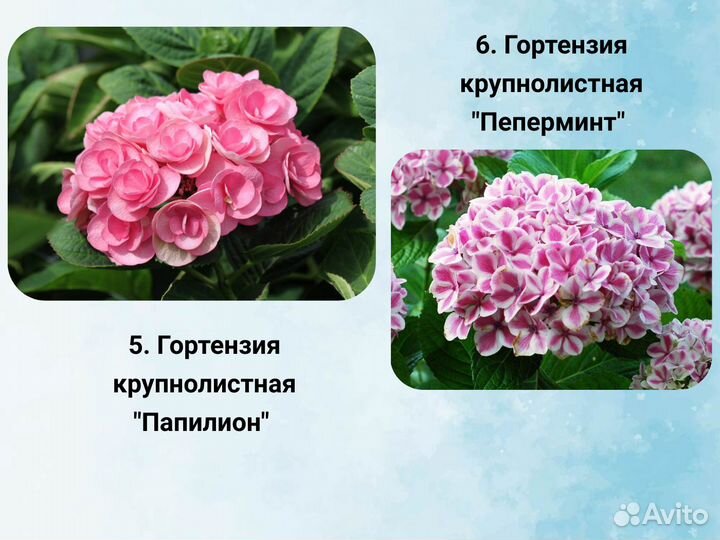 Саженцы крупнолистной гортензии