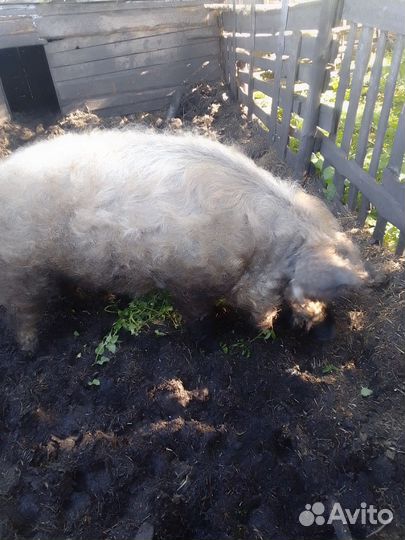 Хряк венгерской мангалицы