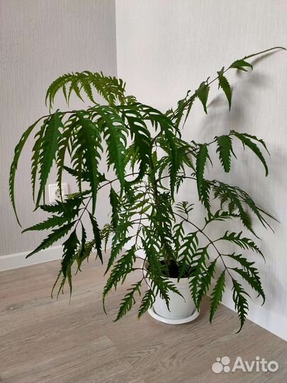 Домашний цветок, папоротник, полисциас