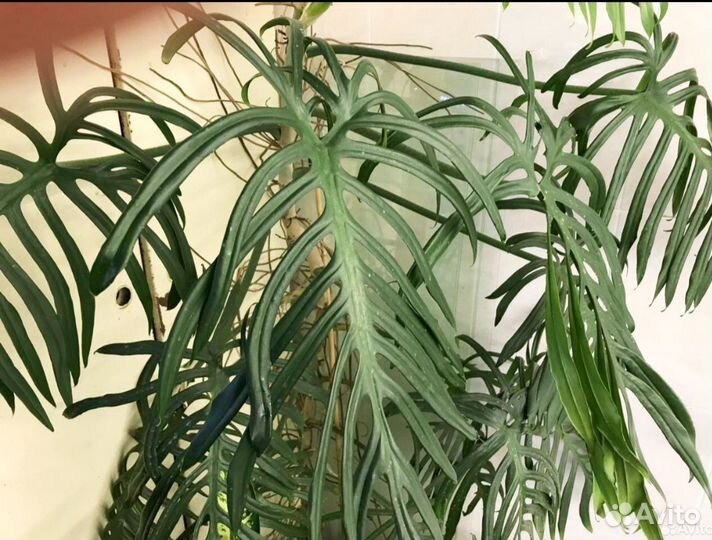 Филодендрон элеганс