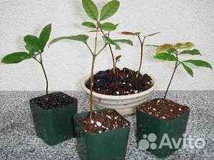 Отростки экзотических фруктовых деревьев