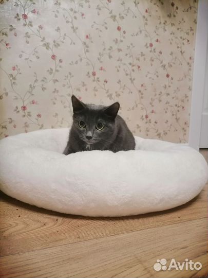 Отдам кошку в добрые руки