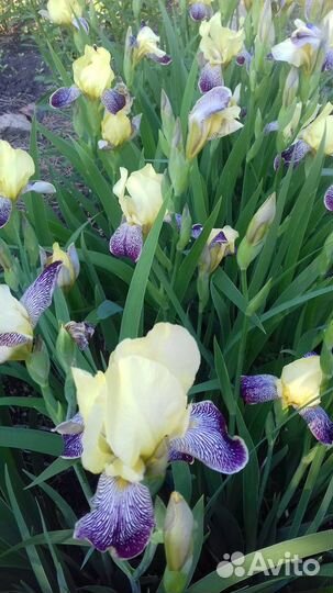 Ирисы корнями