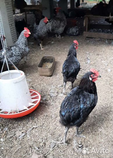 Молодые петухи