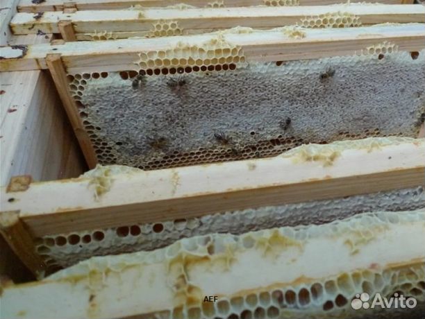 Мед 2024 года Алтайский опт