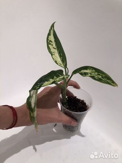 Диффенбахия aurora