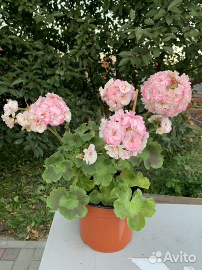 Пеларгония герань