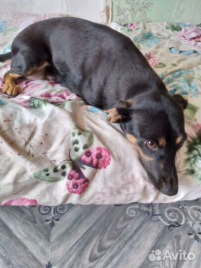 Отдам в добрые руки щеночка