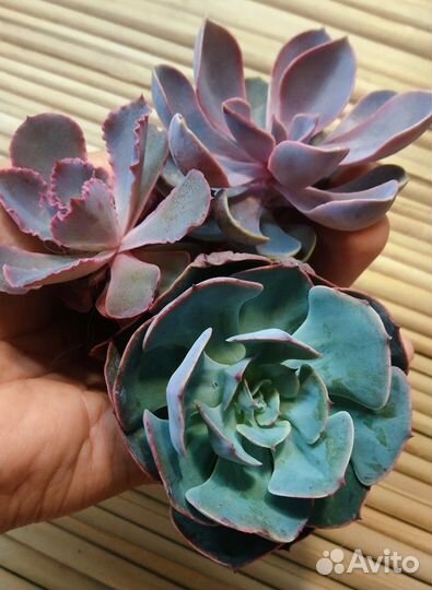 Эхеверии разные NEW 25.08.23