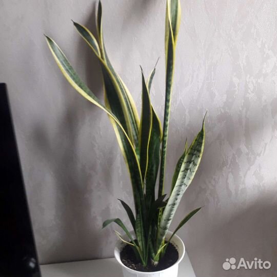 Замиокулькас