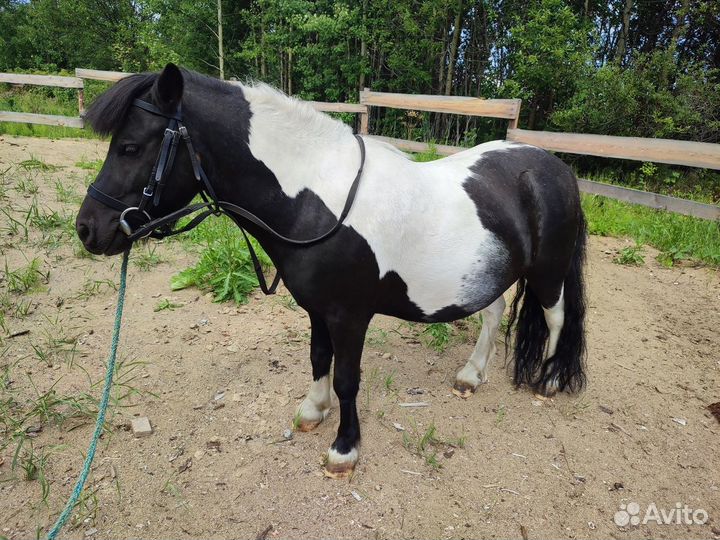 Продам пони