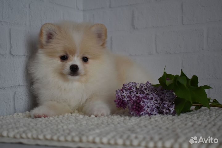 Эксклюзивный шпиц