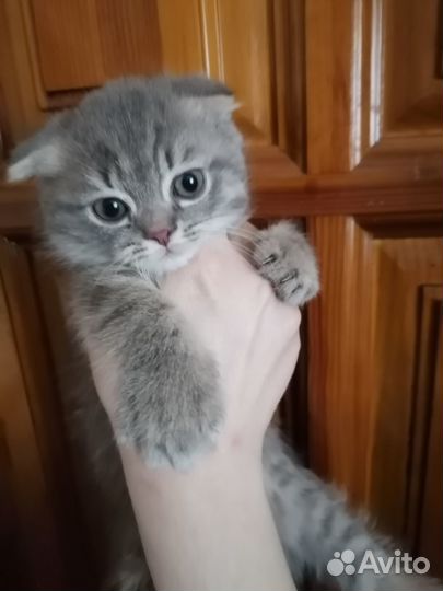 Шотландская кошка