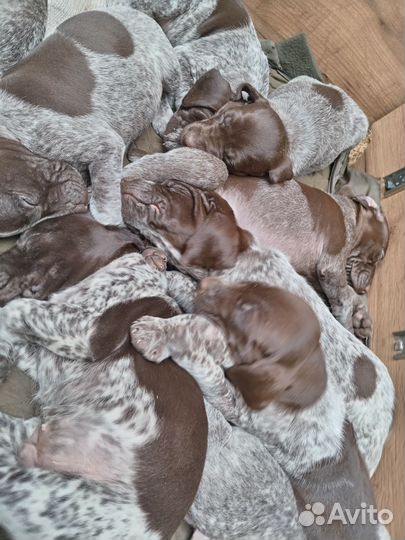 Щенки курцхаара