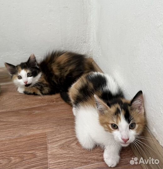 Абрикоска и котята ищут ответственные семьи