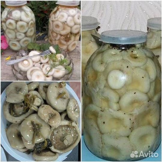 Продам грибы