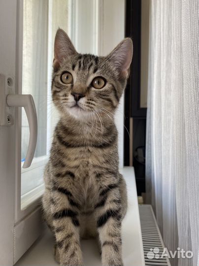 Котенок в дар бесплатно