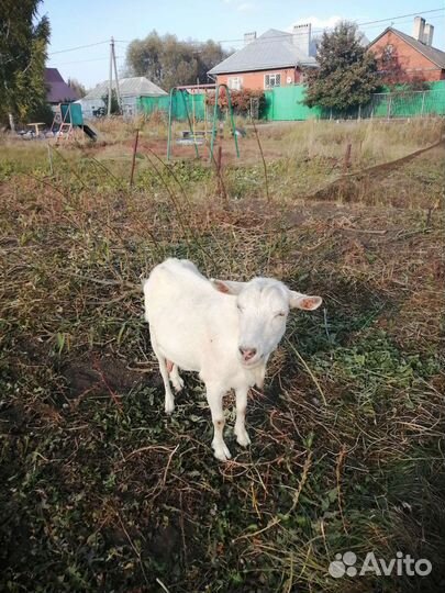 Зааненская дойная коза