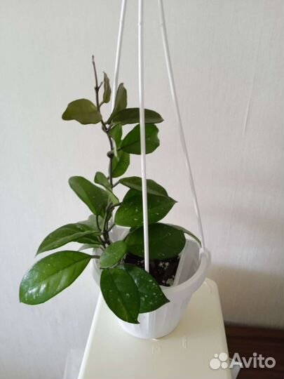 Хойи разные взрослые растения