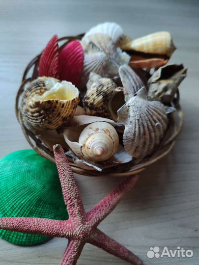 Ракушка морская