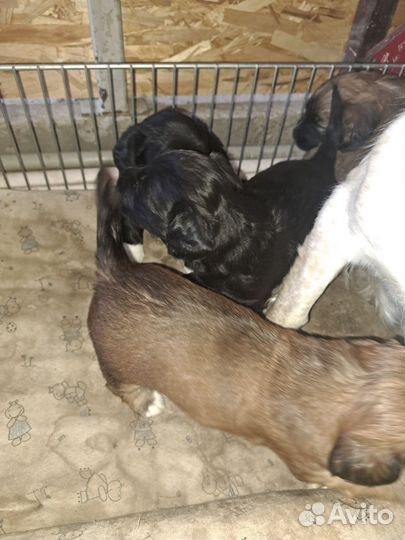 Щенята спаниэль