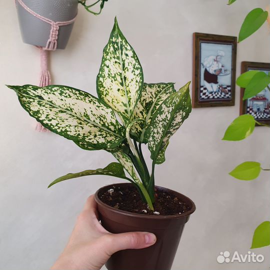 Аглаонема Вайт Киви