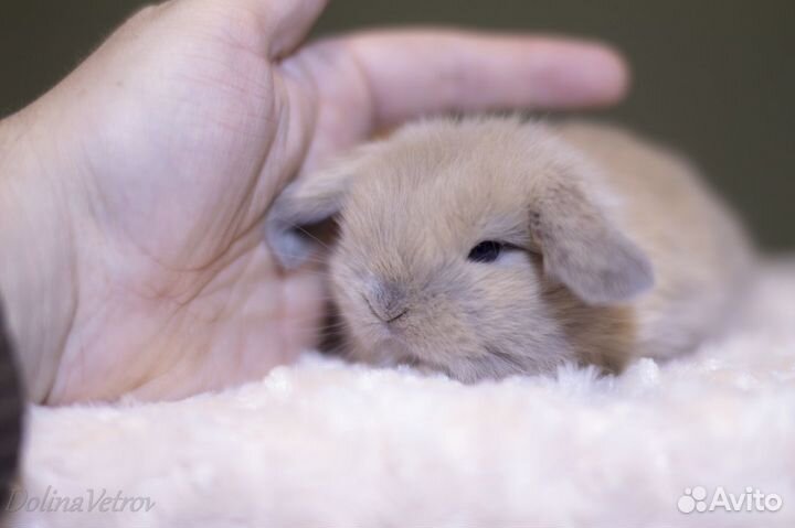 Изабелловый кролик минилоп