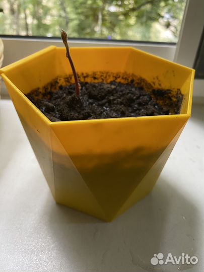 Авокадо растение