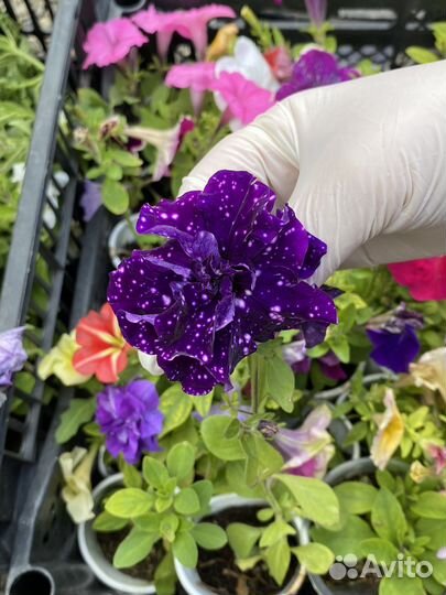 Петунья рассада