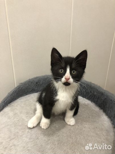 Кошечка в добрые руки