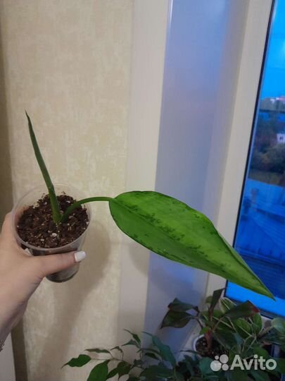 Аглаонема Фридман