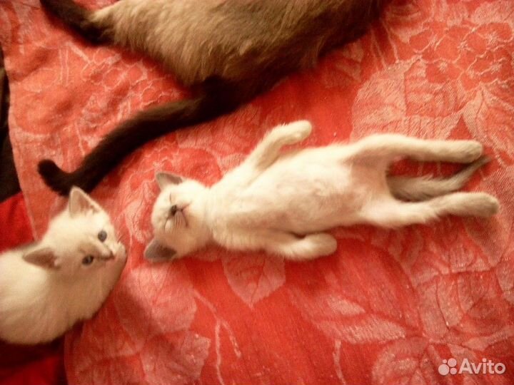 Тайские Котята