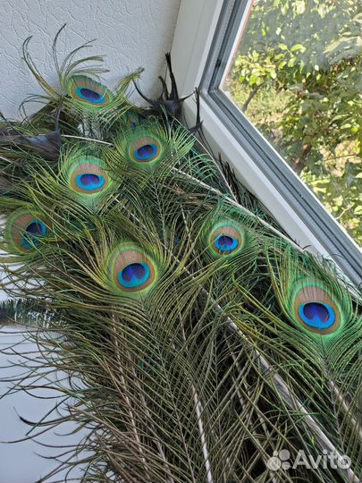 Перо павлина