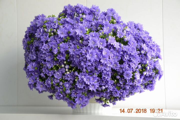 Кампанула Колокольчик Жених и Невеста синяя белая