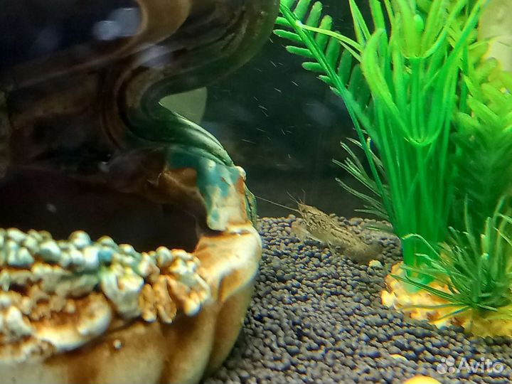 Мраморный рак