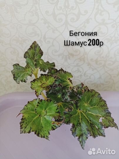 Бегонии декоративнолиственные