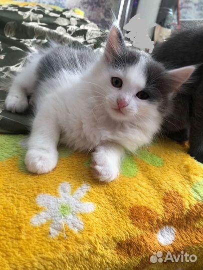 Кошка в дар