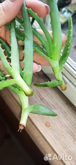 Отростки укорененные Алоэ столетник