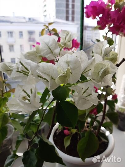 Бугенвиллия