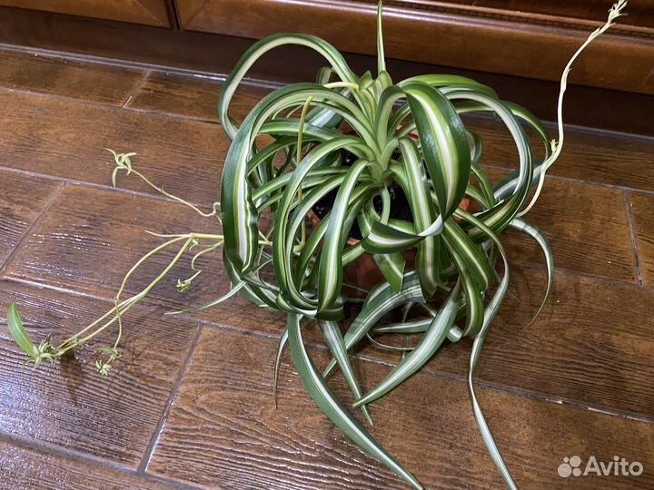 Хлорофитум кудрявый, восхитительное растение