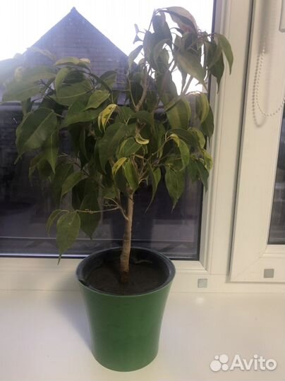 Бенджамина