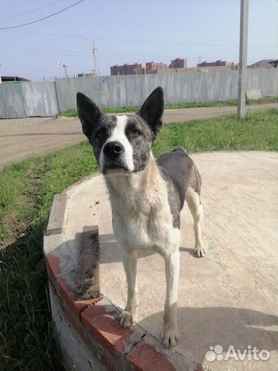 Пристраивается красавчик