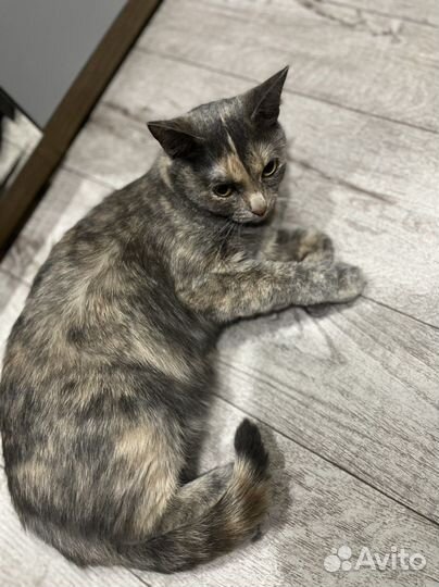 Кошки в добрые руки